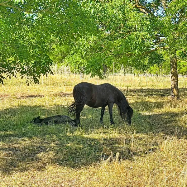 Alleins, maison de campagne 130m² sur 1,7hectares - Photo 5